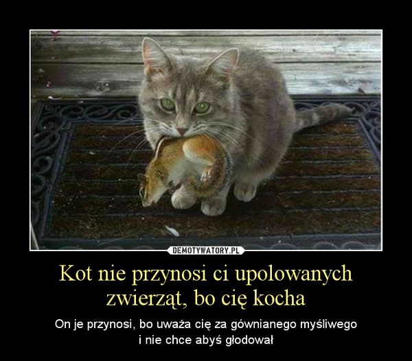 Kot nie przynosi ci upolowanych zwierząt, bo cię kocha – On je przynosi, bo uważa cię za gównianego myśliwegoi nie chce abyś głodował 