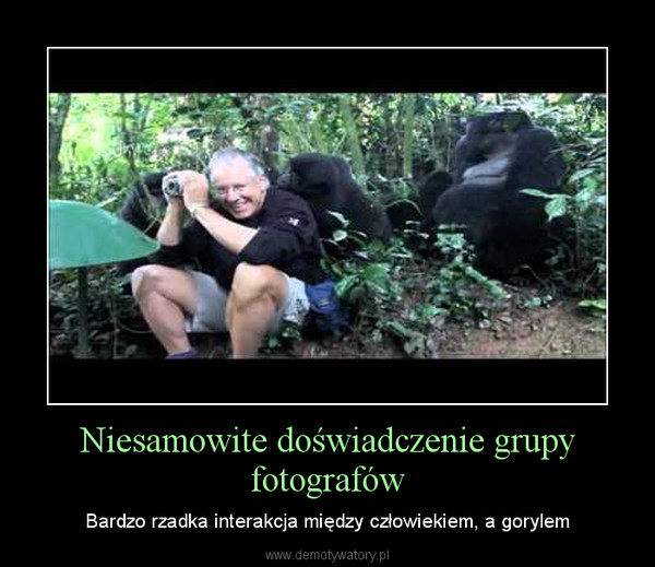 Niesamowite doświadczenie grupy fotografów – Bardzo rzadka interakcja między człowiekiem, a gorylem 