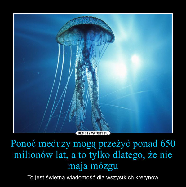 Ponoć meduzy mogą przeżyć ponad 650 milionów lat, a to tylko dlatego, że nie maja mózgu – To jest świetna wiadomość dla wszystkich kretynów 
