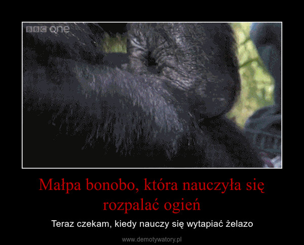 Małpa bonobo, która nauczyła się rozpalać ogień – Teraz czekam, kiedy nauczy się wytapiać żelazo 