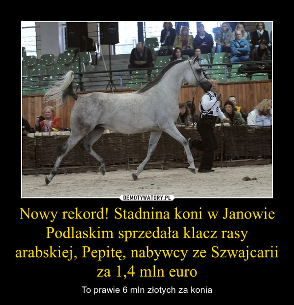 Nowy rekord! Stadnina koni w Janowie Podlaskim sprzedała klacz rasy arabskiej, Pepitę, nabywcy ze Szwajcarii za 1,4 mln euro – To prawie 6 mln złotych za konia 