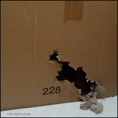 Kot – Ósmy pasażer kartonu 
