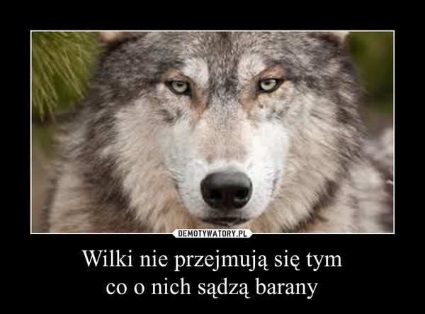 Wilki nie przejmują się tymco o nich sądzą barany –  