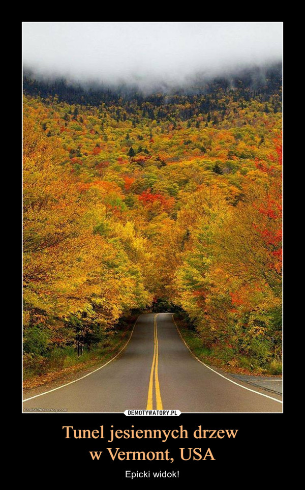 Tunel jesiennych drzew 
w Vermont, USA