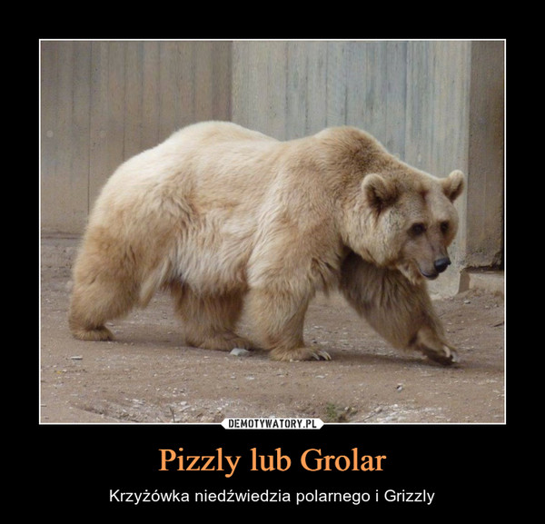 Pizzly lub Grolar – Krzyżówka niedźwiedzia polarnego i Grizzly 