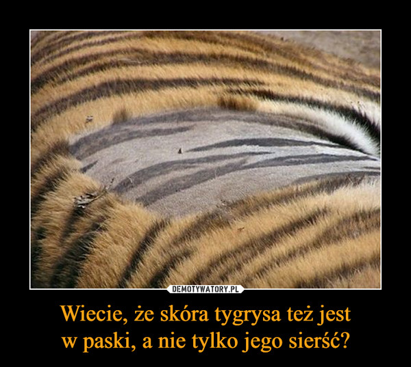 Wiecie, że skóra tygrysa też jestw paski, a nie tylko jego sierść? –  