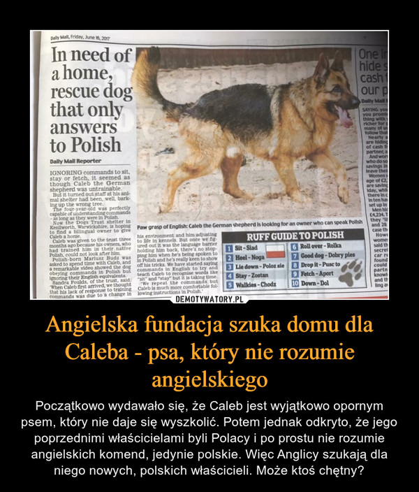 Angielska fundacja szuka domu dla Caleba - psa, który nie rozumie angielskiego – Początkowo wydawało się, że Caleb jest wyjątkowo opornym psem, który nie daje się wyszkolić. Potem jednak odkryto, że jego poprzednimi właścicielami byli Polacy i po prostu nie rozumie angielskich komend, jedynie polskie. Więc Anglicy szukają dla niego nowych, polskich właścicieli. Może ktoś chętny? In need of a home, rescue dog that only answers to Polish