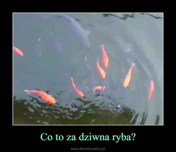 Co to za dziwna ryba? –  
