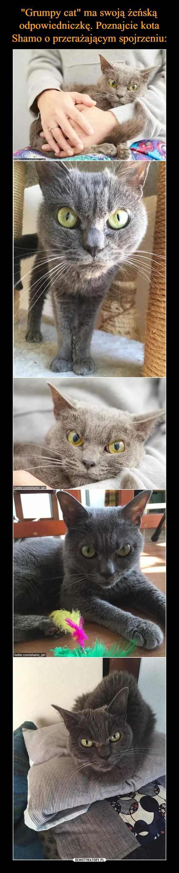 "Grumpy cat" ma swoją żeńską odpowiedniczkę. Poznajcie kota Shamo o przerażającym spojrzeniu:
