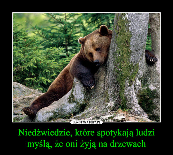 Niedźwiedzie, które spotykają ludzi myślą, że oni żyją na drzewach –  