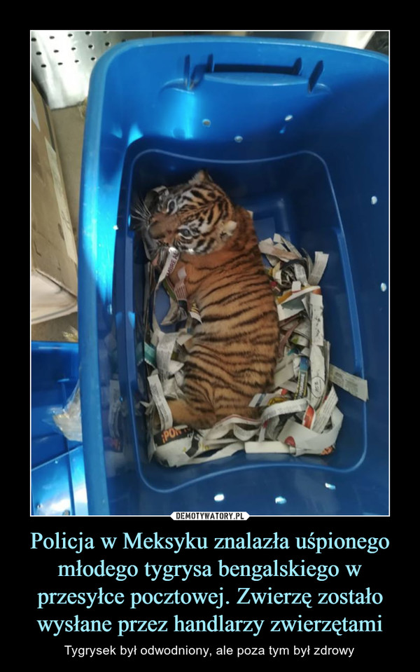Policja w Meksyku znalazła uśpionego młodego tygrysa bengalskiego w przesyłce pocztowej. Zwierzę zostało wysłane przez handlarzy zwierzętami – Tygrysek był odwodniony, ale poza tym był zdrowy 