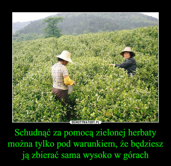 Schudnąć za pomocą zielonej herbaty można tylko pod warunkiem, że będziesz ją zbierać sama wysoko w górach –  