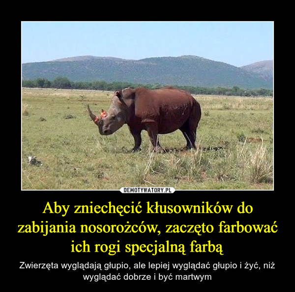 Aby zniechęcić kłusowników do zabijania nosorożców, zaczęto farbować ich rogi specjalną farbą – Zwierzęta wyglądają głupio, ale lepiej wyglądać głupio i żyć, niż wyglądać dobrze i być martwym 