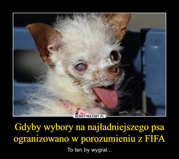 Gdyby wybory na najładniejszego psa ogranizowano w porozumieniu z FIFA