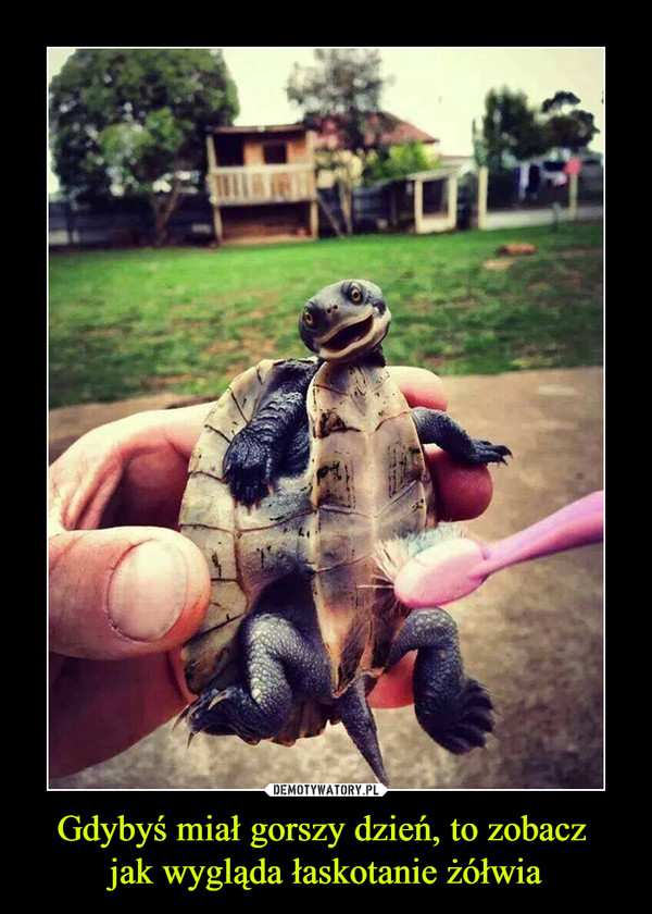 Gdybyś miał gorszy dzień, to zobacz jak wygląda łaskotanie żółwia –  