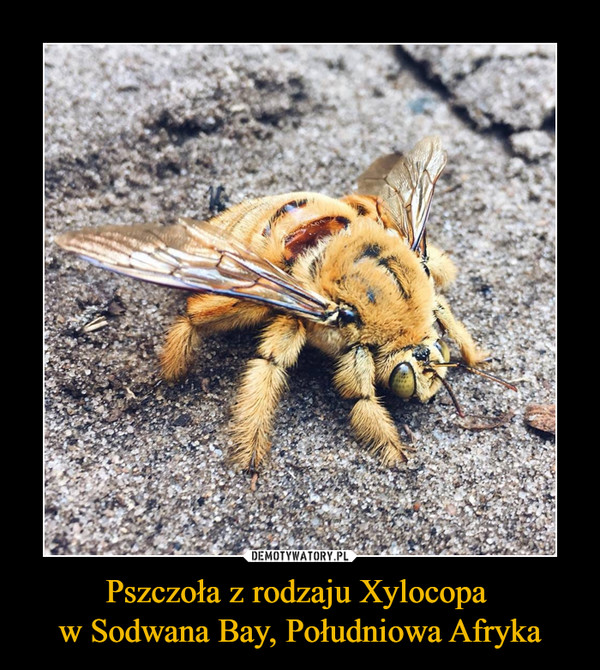 Pszczoła z rodzaju Xylocopa w Sodwana Bay, Południowa Afryka –  