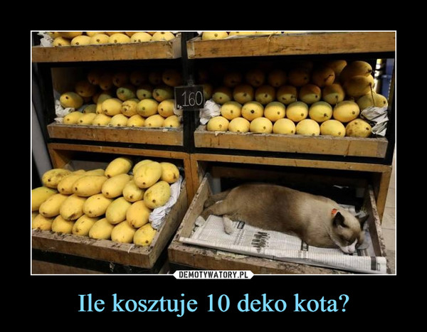 Ile kosztuje 10 deko kota? –  