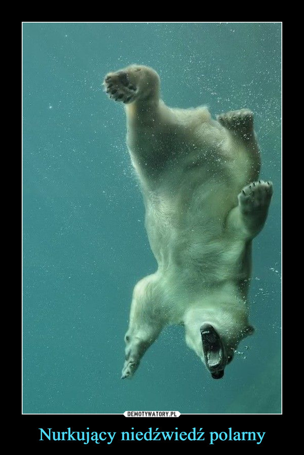 Nurkujący niedźwiedź polarny