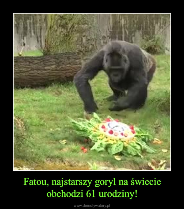 Fatou, najstarszy goryl na świecie obchodzi 61 urodziny! –  