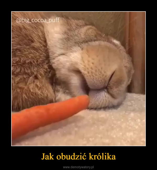 Jak obudzić królika –  