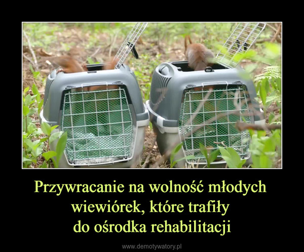 Przywracanie na wolność młodych wiewiórek, które trafiły do ośrodka rehabilitacji –  