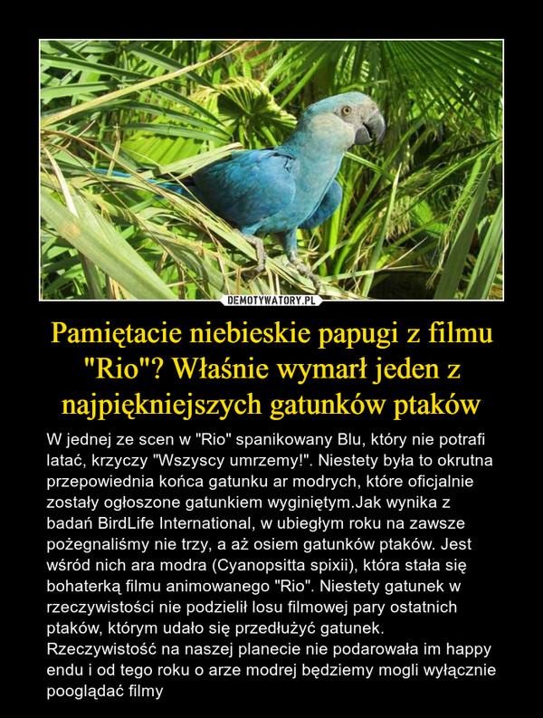 Pamiętacie niebieskie papugi z filmu "Rio"? Właśnie wymarł jeden z najpiękniejszych gatunków ptaków