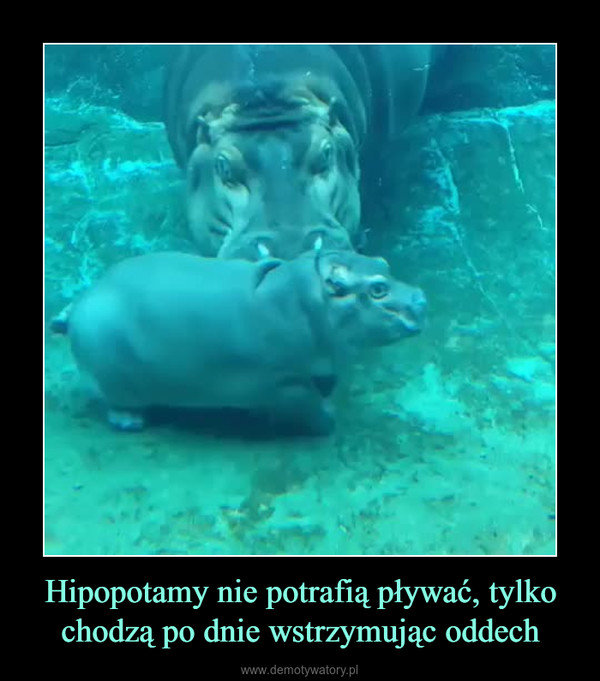 Hipopotamy nie potrafią pływać, tylko chodzą po dnie wstrzymując oddech –  