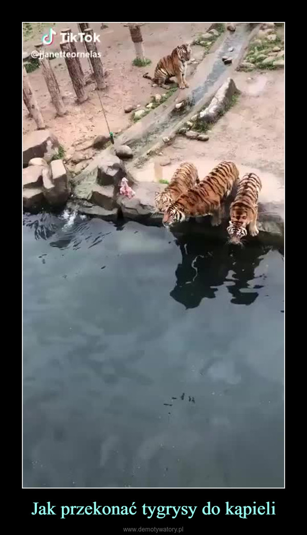 Jak przekonać tygrysy do kąpieli –  