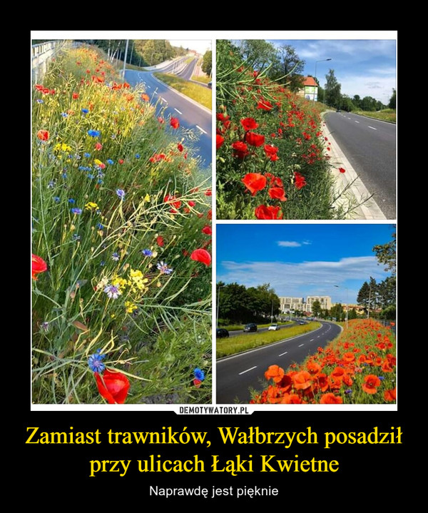 Zamiast trawników, Wałbrzych posadził przy ulicach Łąki Kwietne