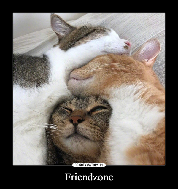 Friendzone –  
