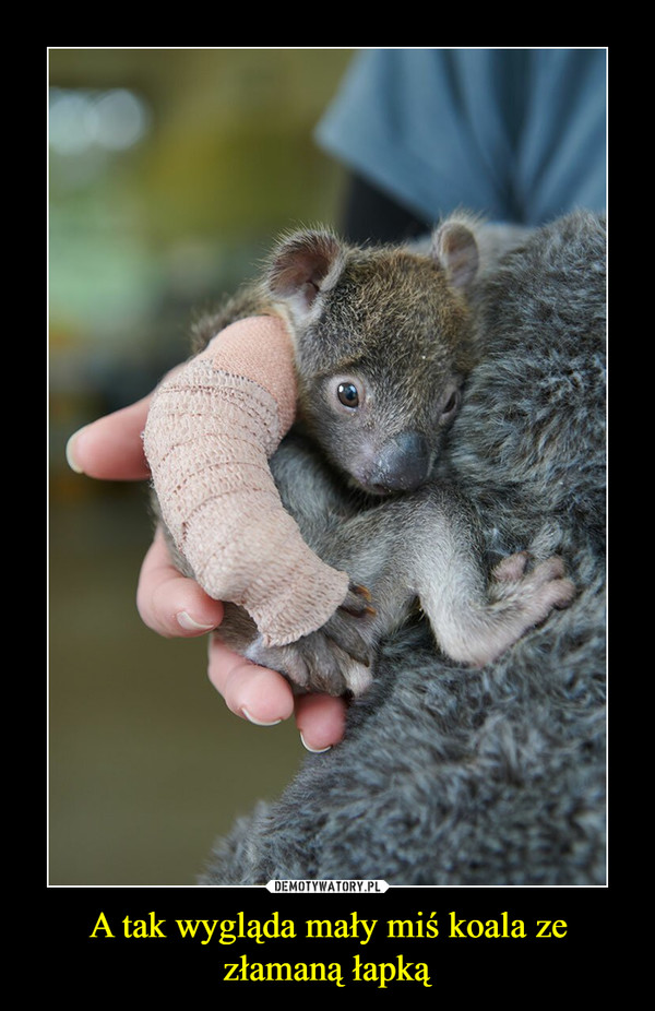 A tak wygląda mały miś koala ze złamaną łapką –  