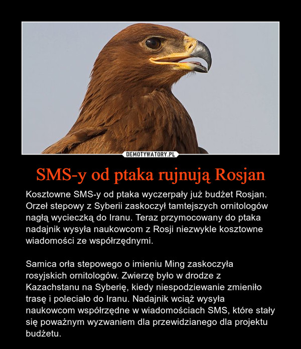 SMS-y od ptaka rujnują Rosjan