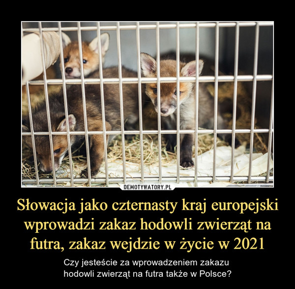 Słowacja jako czternasty kraj europejski wprowadzi zakaz hodowli zwierząt na futra, zakaz wejdzie w życie w 2021
