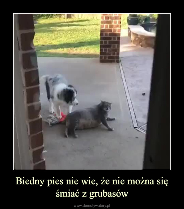 Biedny pies nie wie, że nie można się śmiać z grubasów –  