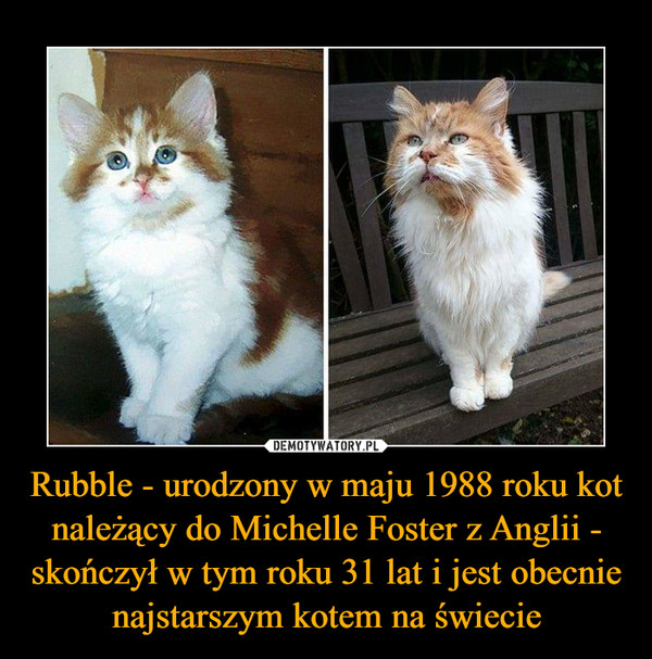 Rubble - urodzony w maju 1988 roku kot należący do Michelle Foster z Anglii - skończył w tym roku 31 lat i jest obecnie najstarszym kotem na świecie –  