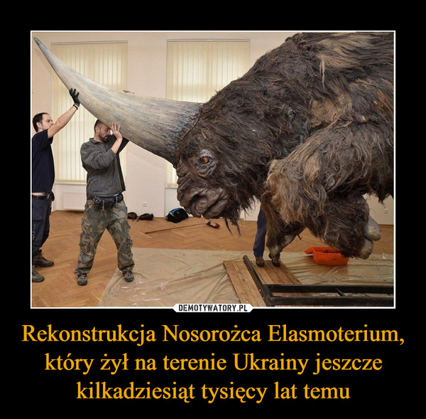 Rekonstrukcja Nosorożca Elasmoterium, który żył na terenie Ukrainy jeszcze kilkadziesiąt tysięcy lat temu