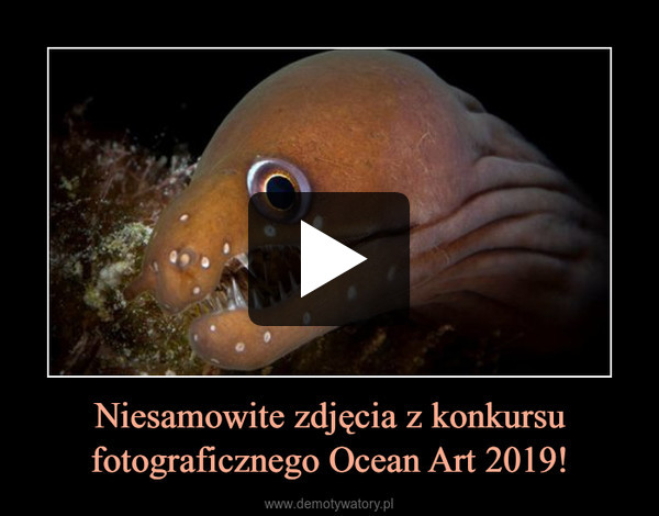 Niesamowite zdjęcia z konkursu fotograficznego Ocean Art 2019! –  