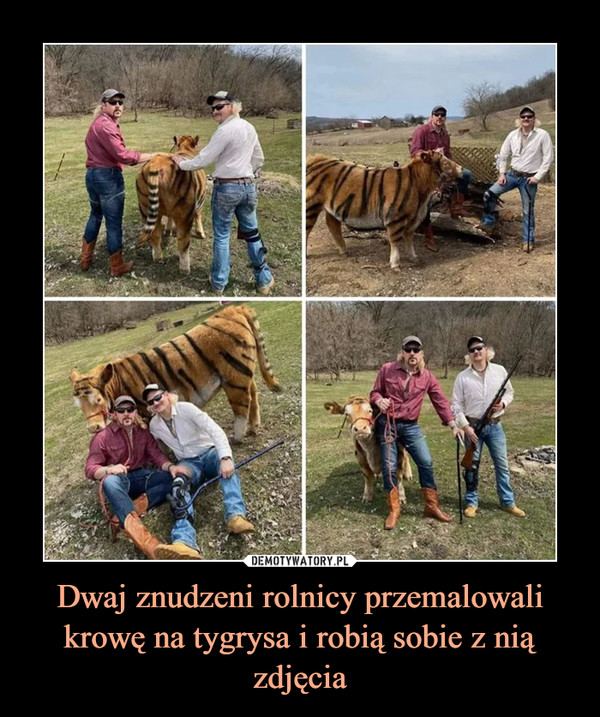Dwaj znudzeni rolnicy przemalowali krowę na tygrysa i robią sobie z nią zdjęcia –  