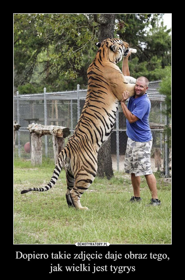 Dopiero takie zdjęcie daje obraz tego, jak wielki jest tygrys –  