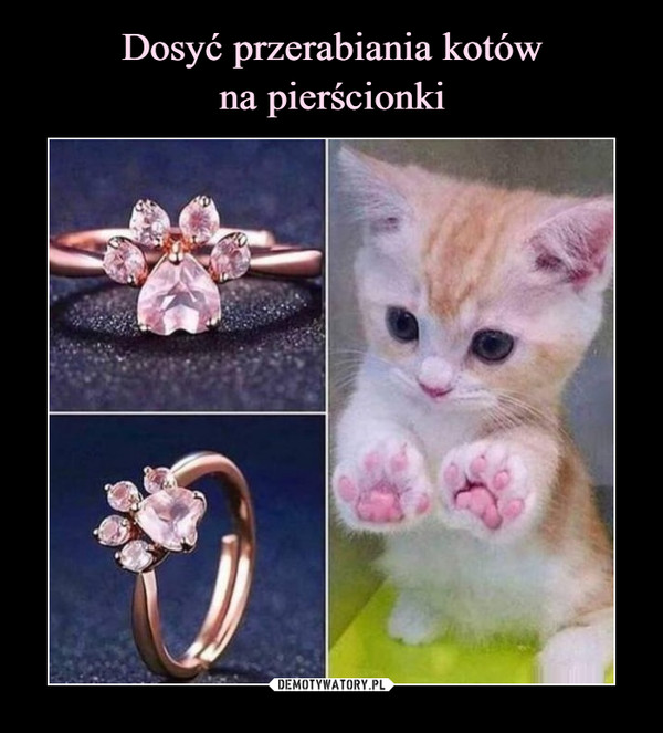 Dosyć przerabiania kotów
na pierścionki