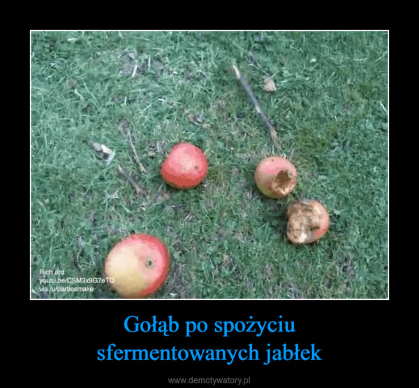 Gołąb po spożyciusfermentowanych jabłek –  