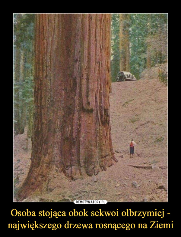 Osoba stojąca obok sekwoi olbrzymiej - największego drzewa rosnącego na Ziemi