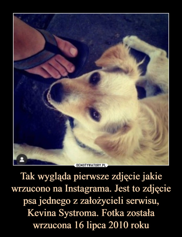 Tak wygląda pierwsze zdjęcie jakie wrzucono na Instagrama. Jest to zdjęcie psa jednego z założycieli serwisu, Kevina Systroma. Fotka została wrzucona 16 lipca 2010 roku –  
