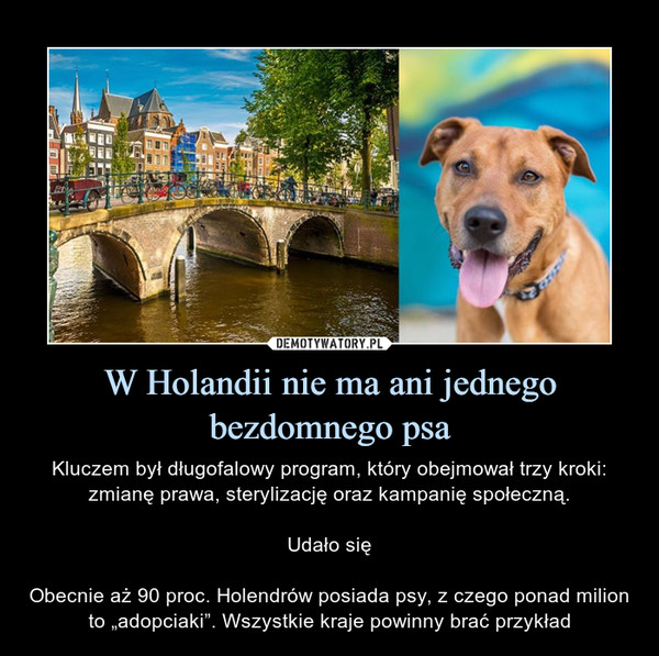 W Holandii nie ma ani jednego bezdomnego psa – Kluczem był długofalowy program, który obejmował trzy kroki: zmianę prawa, sterylizację oraz kampanię społeczną.Udało sięObecnie aż 90 proc. Holendrów posiada psy, z czego ponad milion to „adopciaki”. Wszystkie kraje powinny brać przykład 