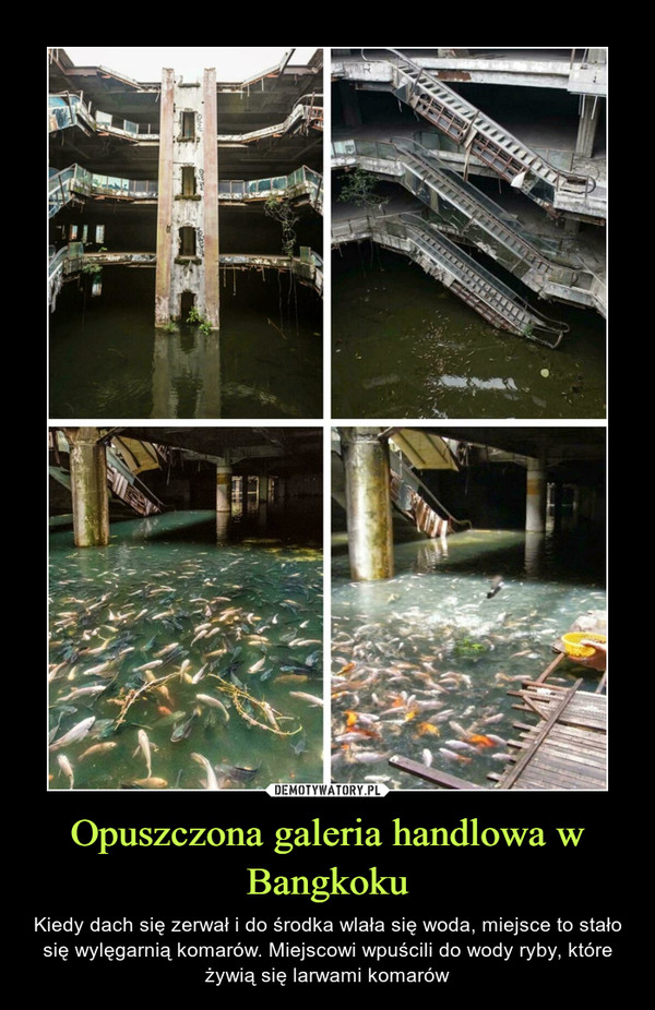 Opuszczona galeria handlowa w Bangkoku – Kiedy dach się zerwał i do środka wlała się woda, miejsce to stało się wylęgarnią komarów. Miejscowi wpuścili do wody ryby, które żywią się larwami komarów 