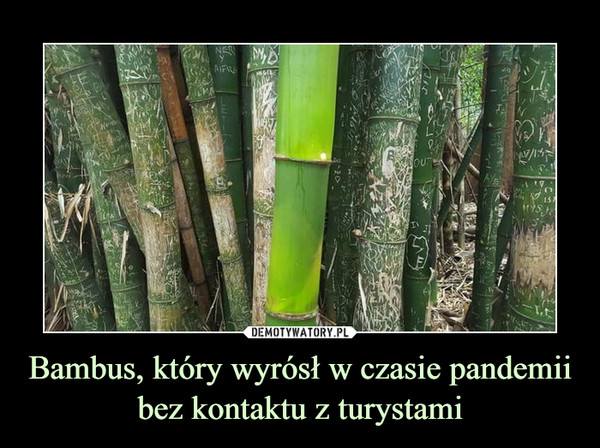 Bambus, który wyrósł w czasie pandemii bez kontaktu z turystami –  