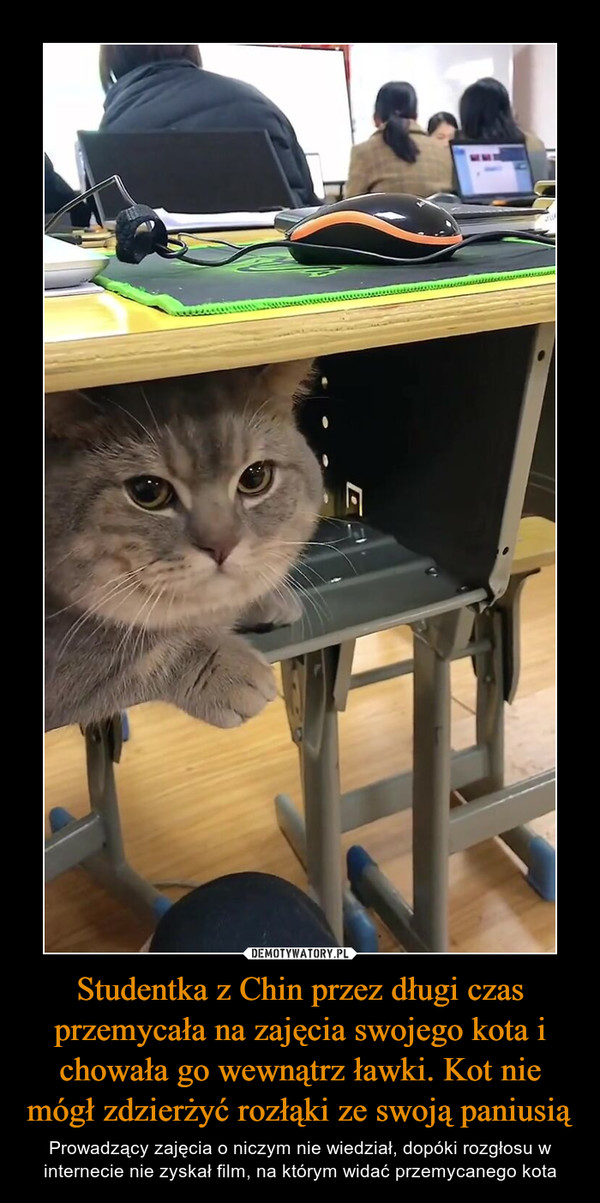 Studentka z Chin przez długi czas przemycała na zajęcia swojego kota i chowała go wewnątrz ławki. Kot nie mógł zdzierżyć rozłąki ze swoją paniusią – Prowadzący zajęcia o niczym nie wiedział, dopóki rozgłosu w internecie nie zyskał film, na którym widać przemycanego kota 