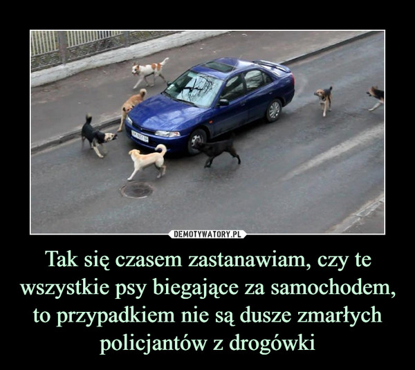 Tak się czasem zastanawiam, czy te wszystkie psy biegające za samochodem, to przypadkiem nie są dusze zmarłych policjantów z drogówki