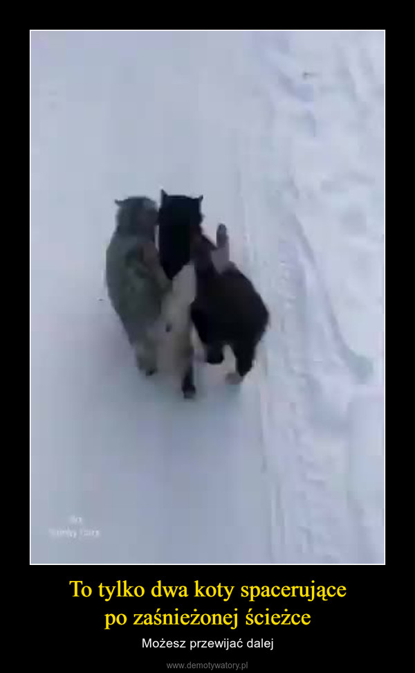 To tylko dwa koty spacerującepo zaśnieżonej ścieżce – Możesz przewijać dalej 
