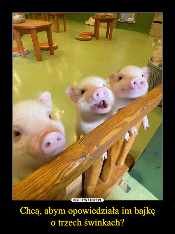 Chcą, abym opowiedziała im bajkęo trzech świnkach? –  
